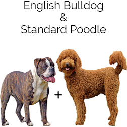 English Boodle Dog